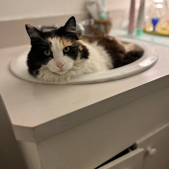 Please Help Me Support This Cat 💗 - Picture 3 of 8